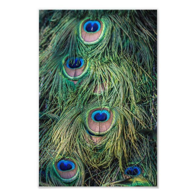 Peacock Feather Pattern Fotodruck (Vorne)
