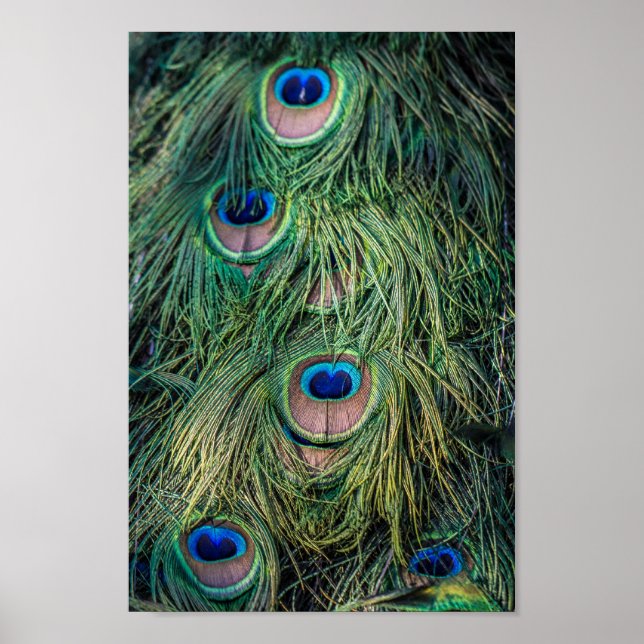 Peacock Feather Pattern Poster (Vorne)