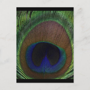 Peacock Feather Postkarte
