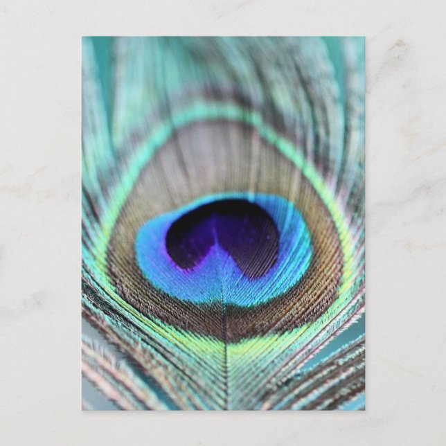 Peacock Feather Postkarte (Vorderseite)