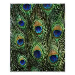 Peacock Feather Print Fotodruck