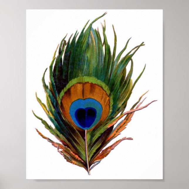Peacock Feather Print Poster (Vorne)