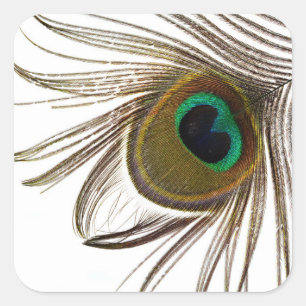  Peacock Feather     Quadratischer Aufkleber