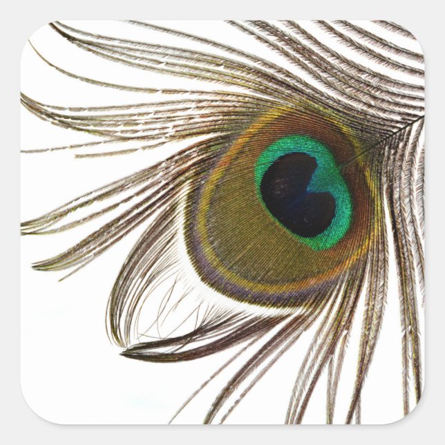  Peacock Feather     Quadratischer Aufkleber (Vorderseite)