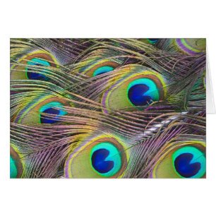 Peacock Feathers