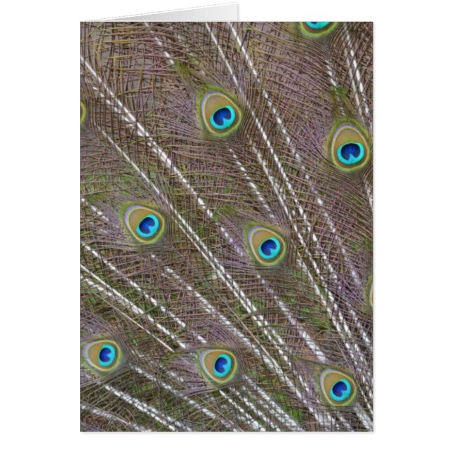 Peacock Feathers (Vorne)