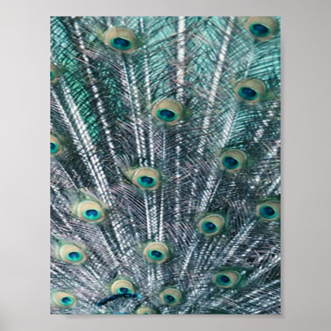 Peacock Feathers Canvas Print Poster (Vorne)