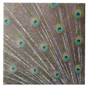 Peacock Feathers Fliese