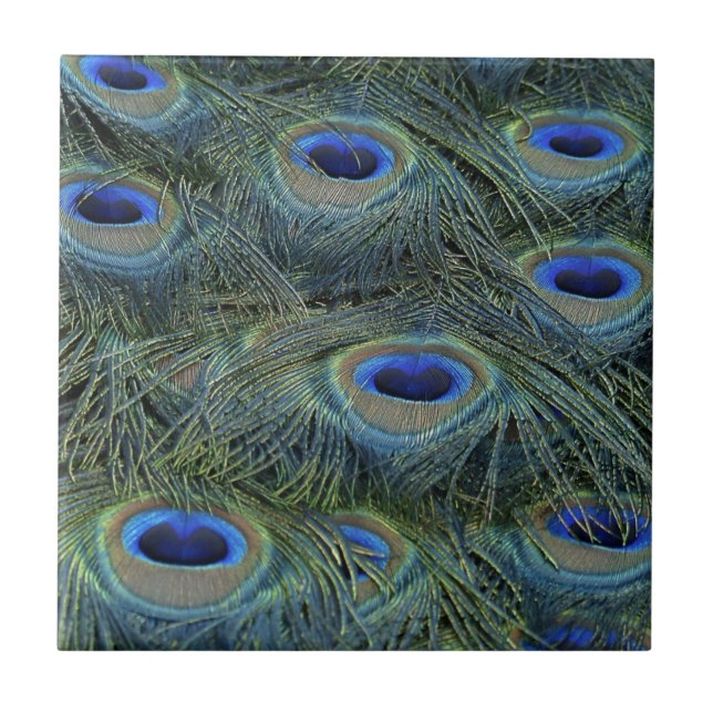 Peacock Feathers Fliese (Vorderseite)