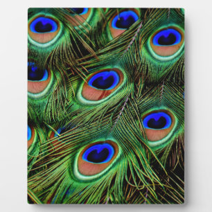 Peacock Feathers Fotoplatte