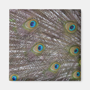 Peacock Feathers Magnet