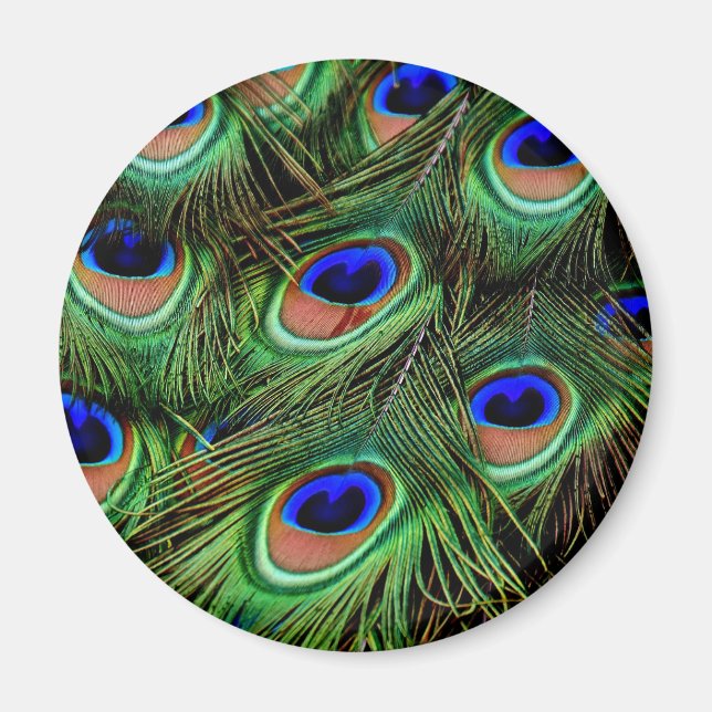 Peacock Feathers Magnet (Vorne)