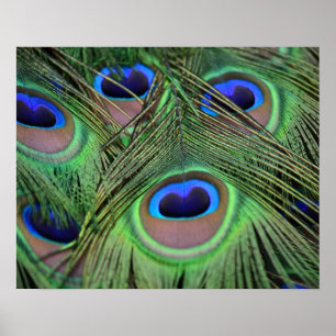 Peacock Feathers Poster