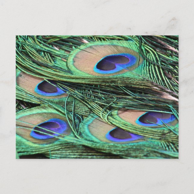Peacock Feathers Postkarte (Vorderseite)