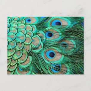 PEACOCK FEATHERS POSTKARTE