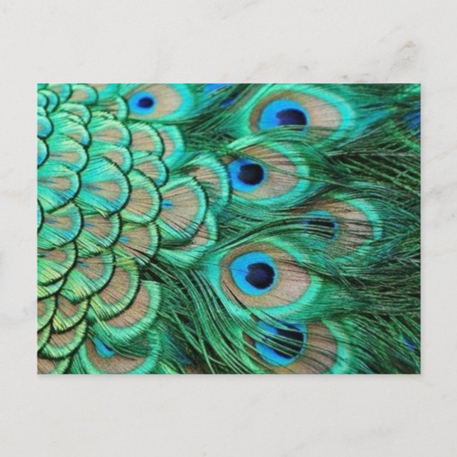 PEACOCK FEATHERS POSTKARTE (Vorderseite)