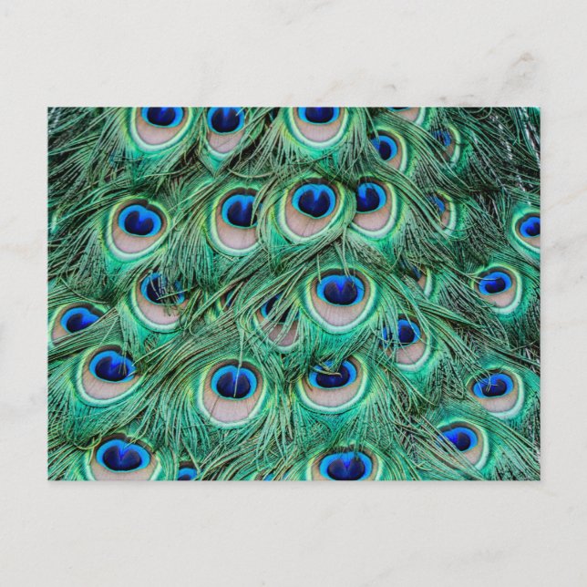 Peacock Feathers Postkarte (Vorderseite)