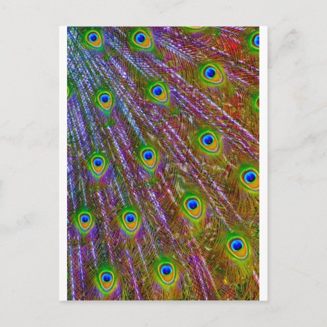 Peacock Feathers Postkarte (Vorderseite)