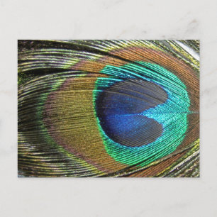 Peacock Feathers Postkarte