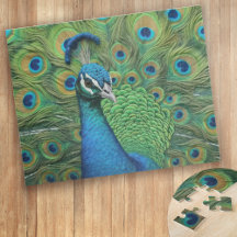 Peacock Feathers