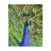 Peacock Feathers Soft
