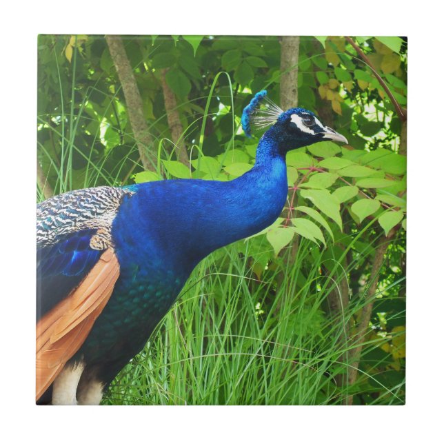 Peacock Fliese (Vorderseite)