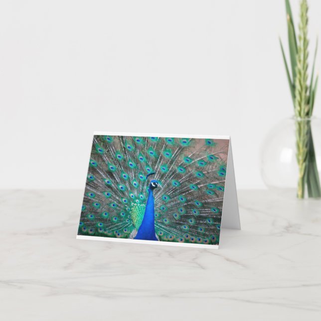 Peacock folded note card (Vorderseite)