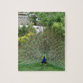 Peacock Foto 8" x 10" Foto Puzzle mit Geschenkboxe