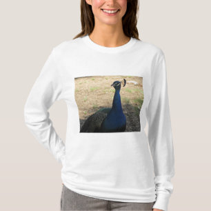 Peacock Foto Bright Blue Beautiful T-Shirt