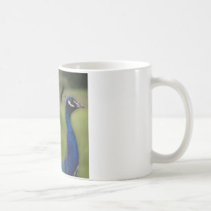 Peacock Foto Klassische weiße Tasse