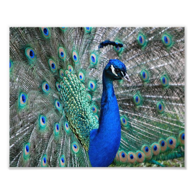 Peacock Fotodruck (Vorne)