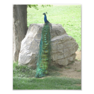 Peacock Fotodruck