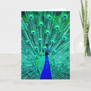 PEACOCK FOTOGRAFIE BLANK GREETKARTE KARTE