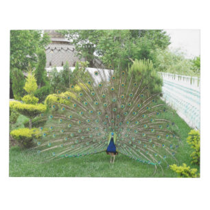 Peacock Fotopad Notepad Notizblock