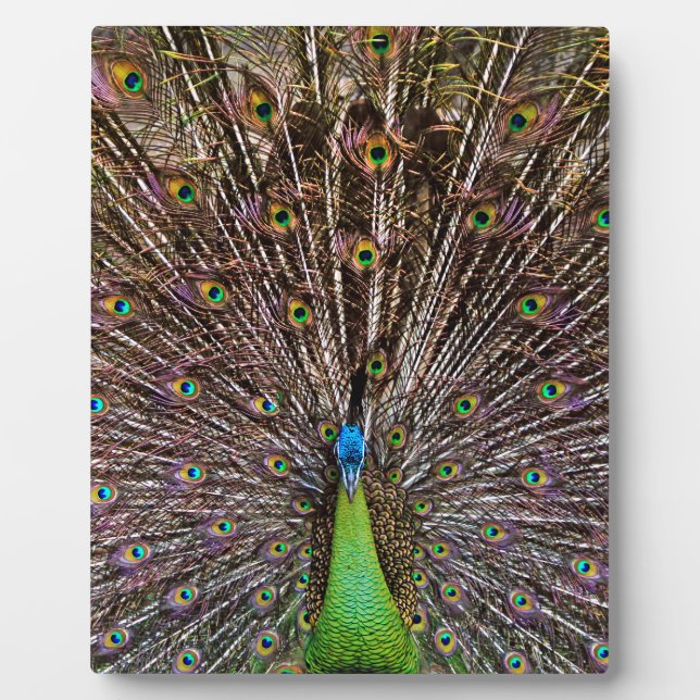Peacock Fotoplatte (Vorderseite)