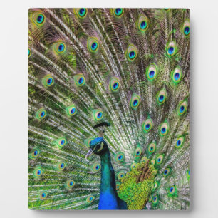 Peacock Fotoplatte