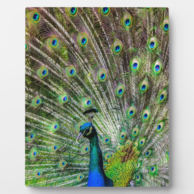 Peacock Fotoplatte (Vorderseite)