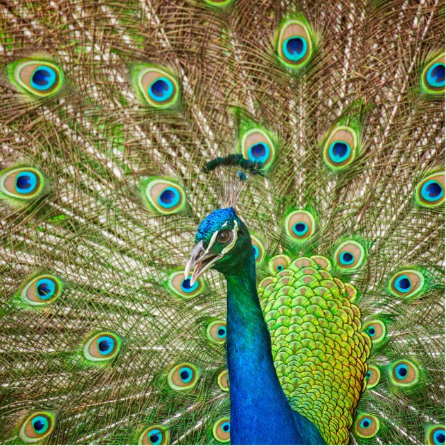 Peacock Freistehende Fotoskulptur (Vorne)