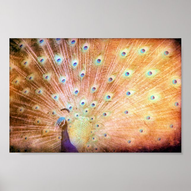 Peacock Grunge Poster (Vorne)