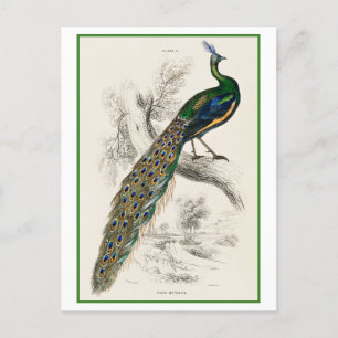 Peacock Illustration von Sir William Jardine Postkarte