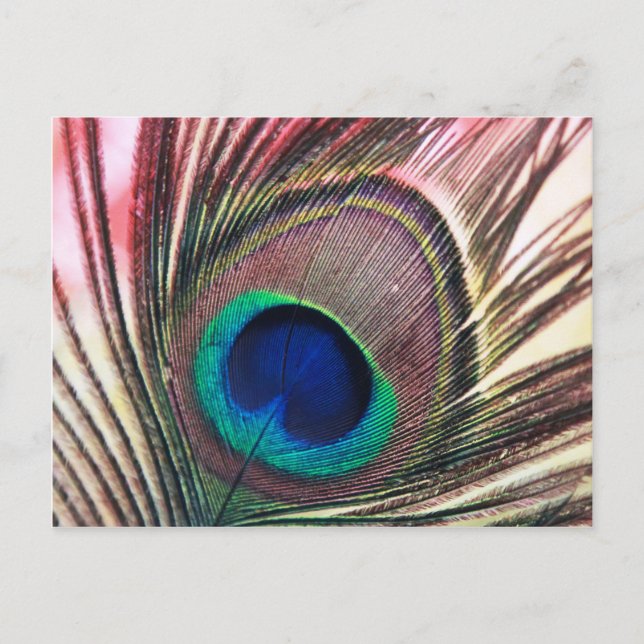 peacock.jpg postkarte (Vorderseite)