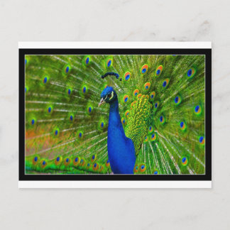 peacock.jpg postkarte