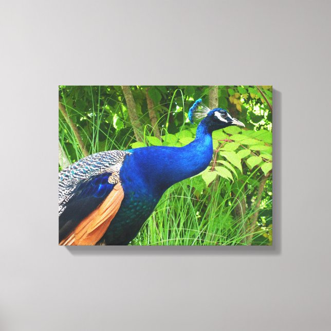 Peacock Leinwanddruck (Vorderseite)