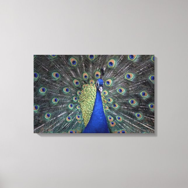 Peacock Leinwanddruck (Vorderseite)