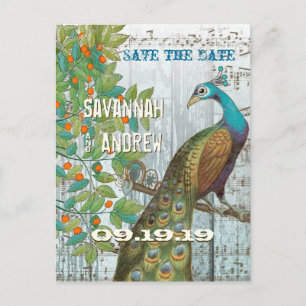 Peacock Love Bird im Baum Save the Date sitzen Ankündigungspostkarte