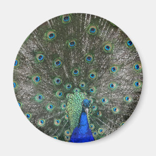 Peacock Magnet