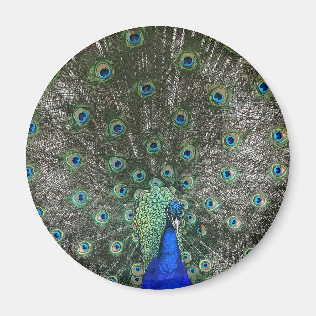 Peacock Magnet (Vorne)