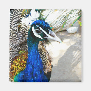 Peacock Magnet