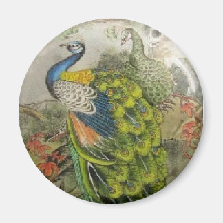 Peacock Magnet