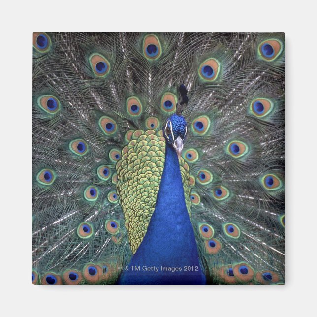 Peacock Magnet (Vorne)